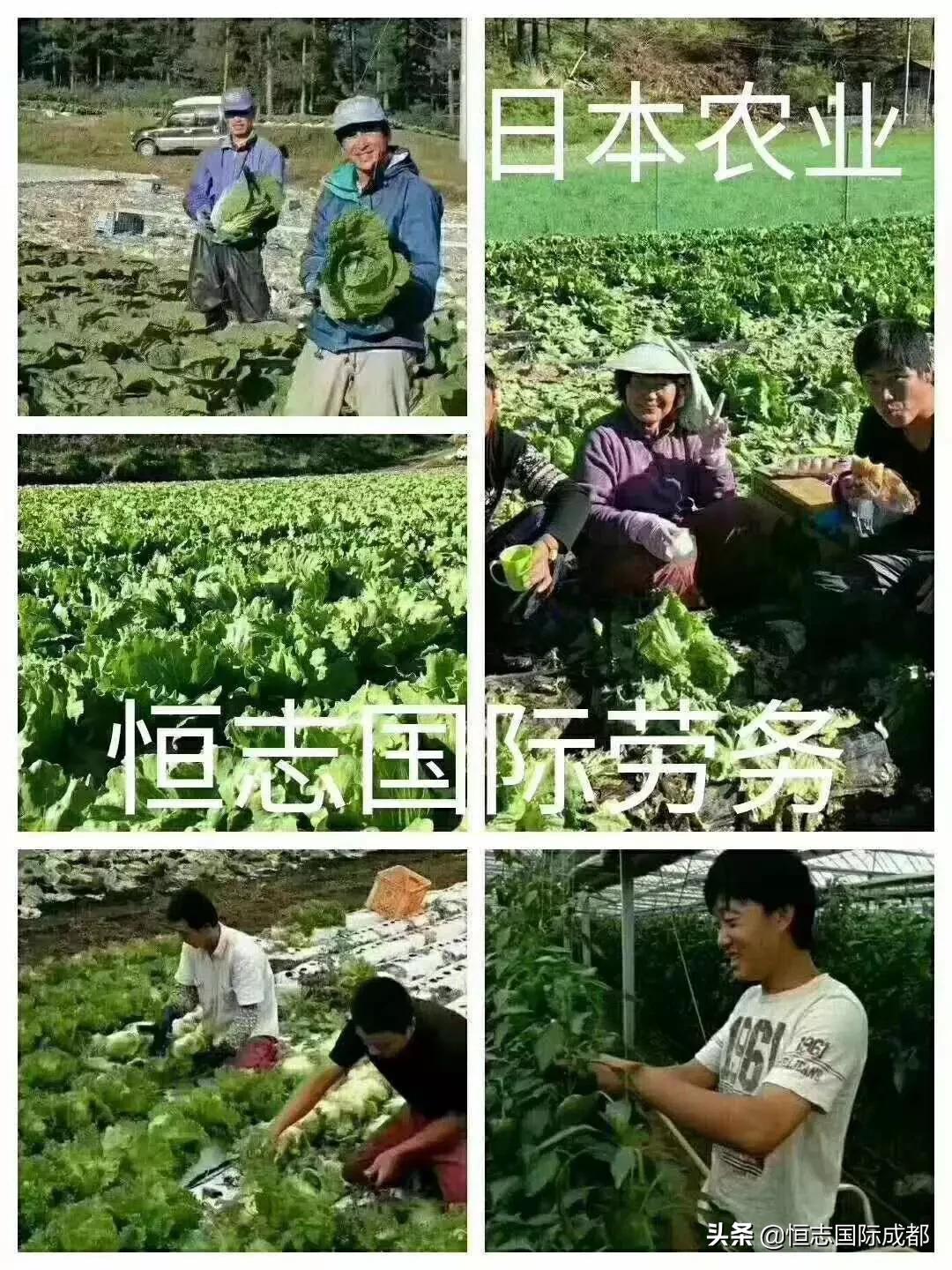 欧洲杯直播运营面试:欧洲杯运营活动