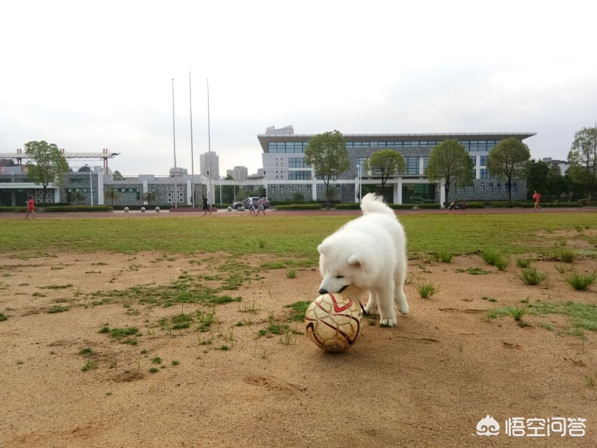 欧洲杯球迷疯狂视频直播:欧洲杯现场球迷