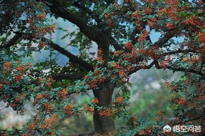 花椒直播能看欧洲杯嘛:花椒直播能看欧洲杯嘛