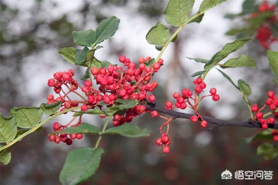 花椒直播可以看欧洲杯直播吗:花椒直播可以看欧洲杯直播吗知乎