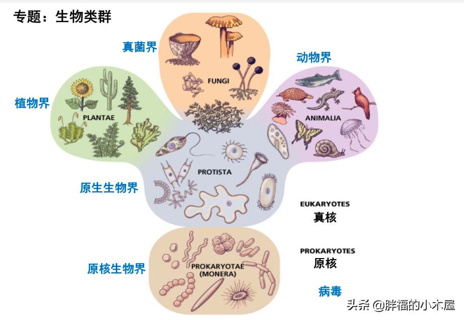 欧洲杯直播比利时企鹅:欧洲杯直播比利时企鹅视频