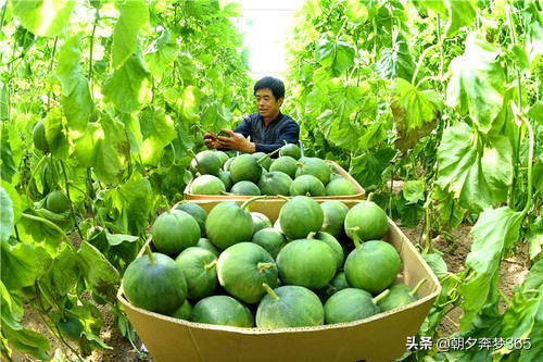 欧洲杯烤羊排直播在哪看:欧洲杯烤羊排直播在哪看的