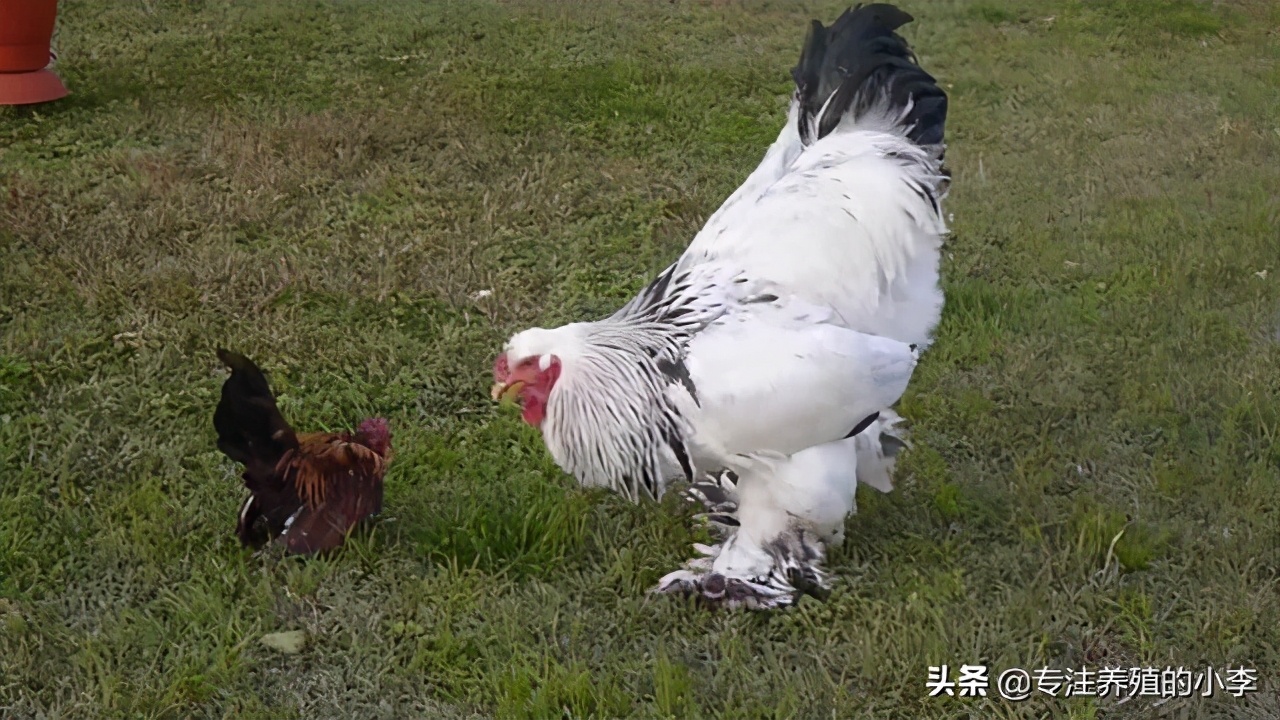 信宜哪里看欧洲杯直播的:信宜哪里看欧洲杯直播的好