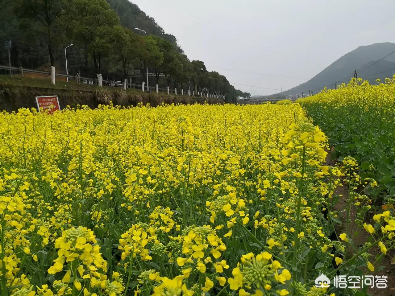 南澳哪里可以看欧洲杯直播:南澳哪里可以看欧洲杯直播的